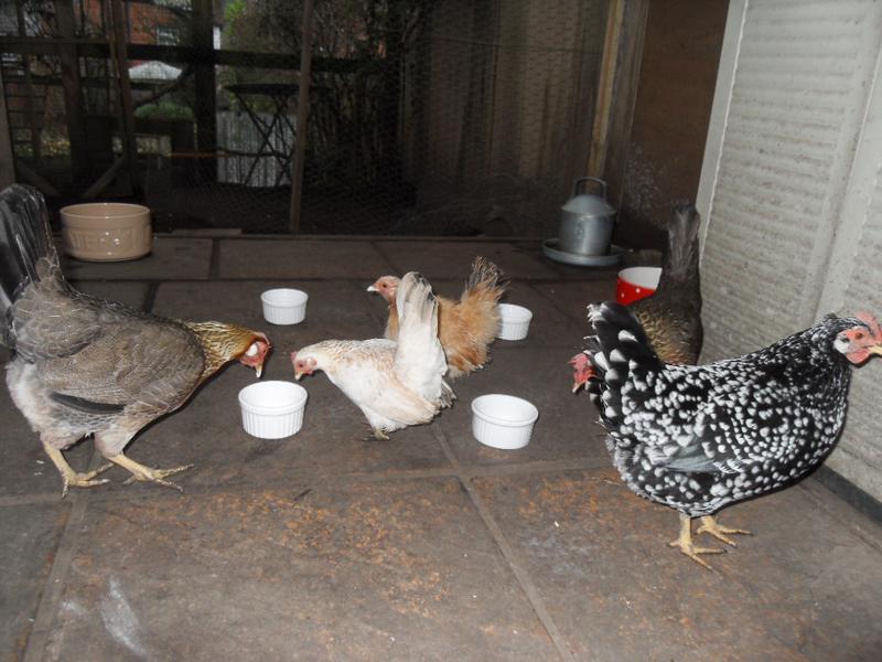 Peaches and Freckles share some yogurt