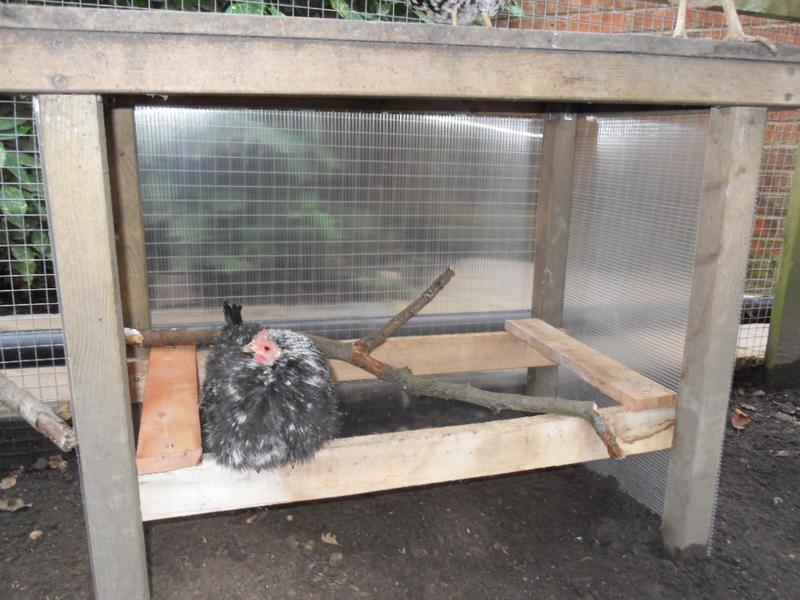 Pebbles perches in the new shelter