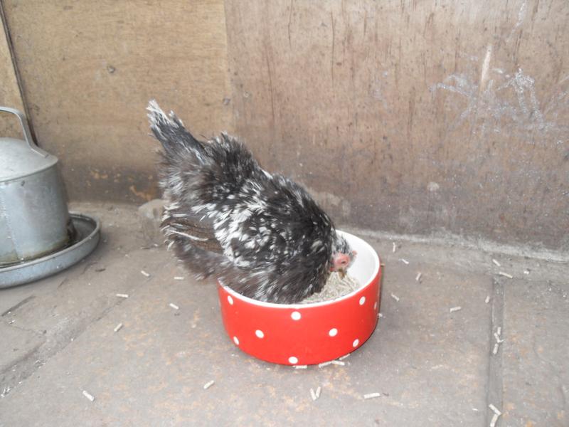 Pebbles stands on the edge of the pellet dish