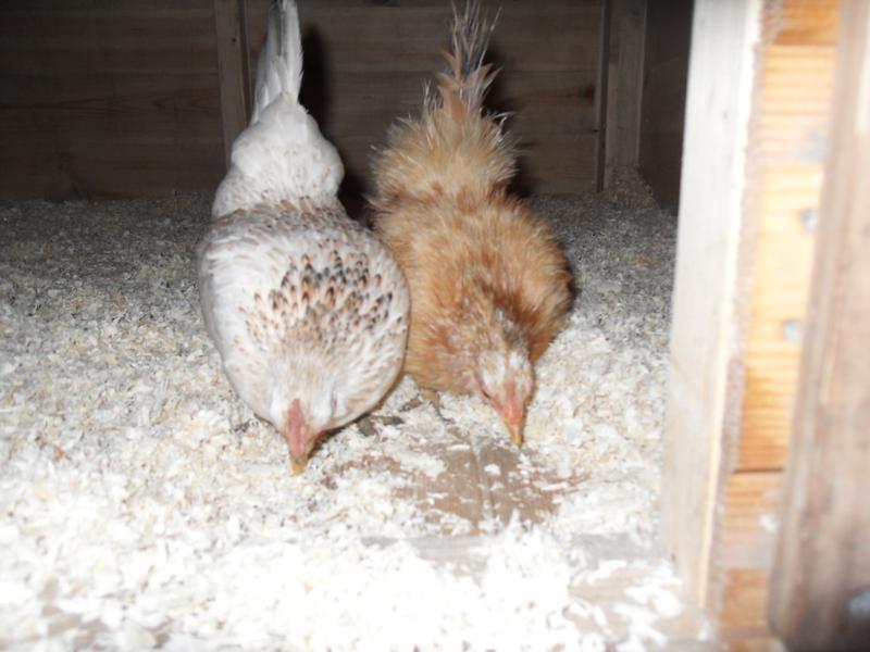 Pecking in unison