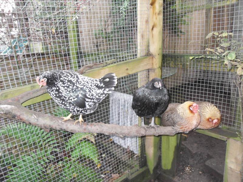 On the perch outside the hatch with the twinnies as close as they can get