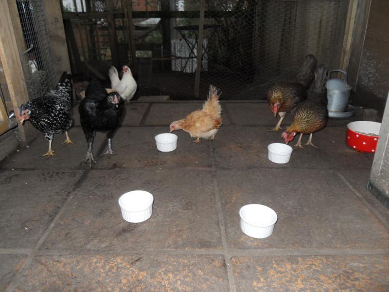 Rusty and Barley are first to the yogurt