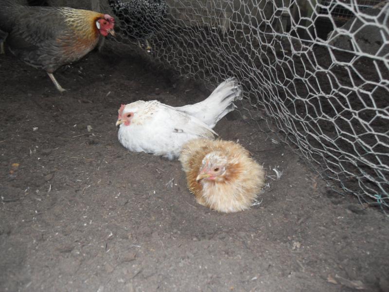 Rusty and Freckles are dust bathing together