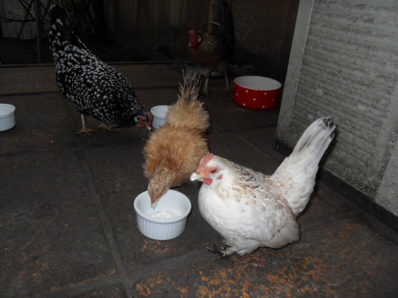 Rusty and Freckles have yogurt beaks