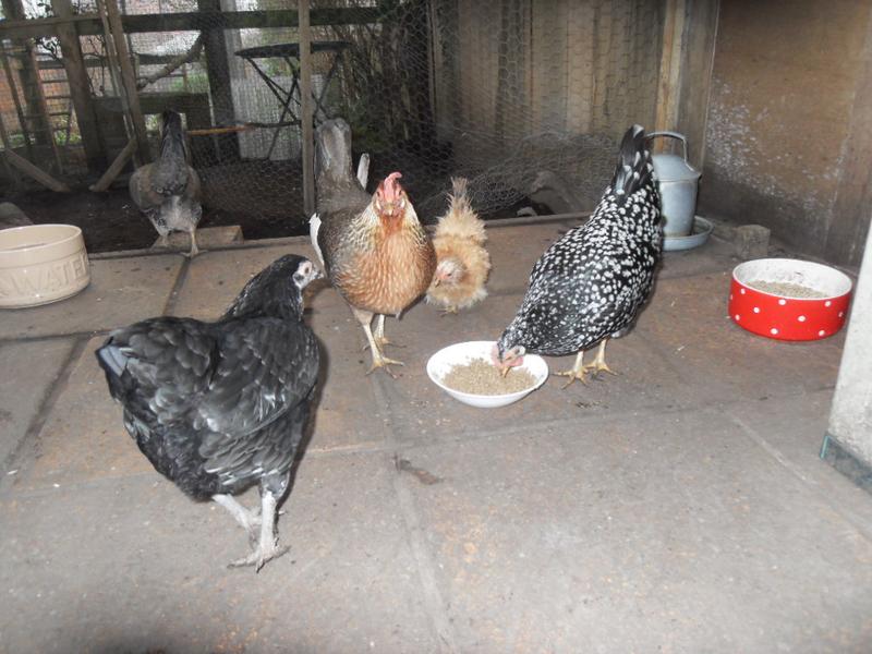 Rusty is always quite brave around the bigger girls