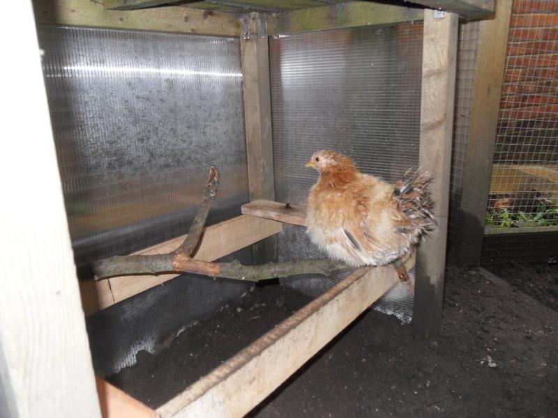 Rusty perched in the shelter