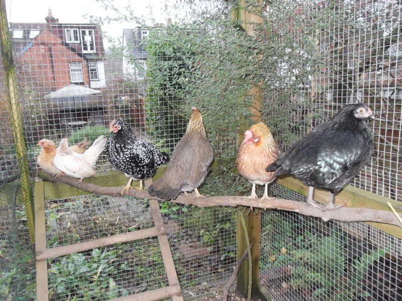 Six girls on a perch