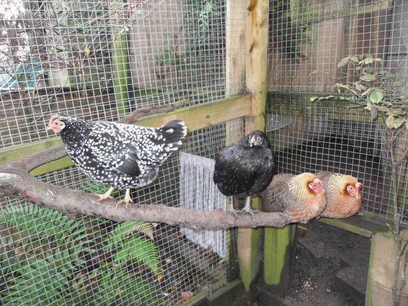 The four bigger perched together
