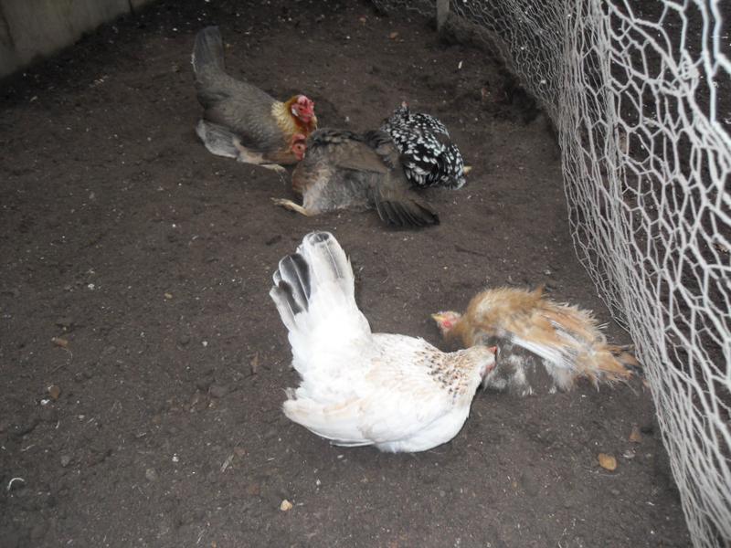 The girls dust bath together