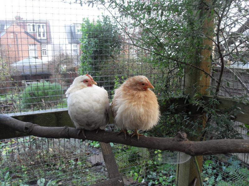 The two little girls perch together on the high branch perch
