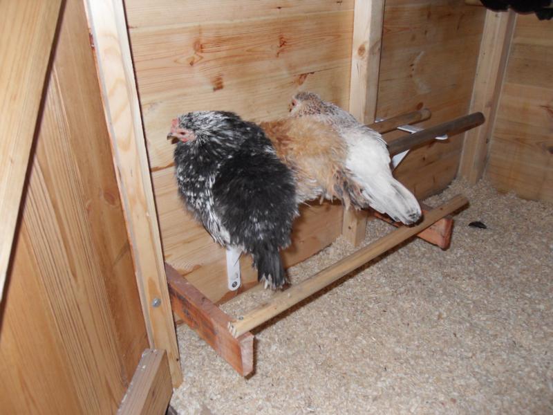 Three little girls at bedtime in their usual positions