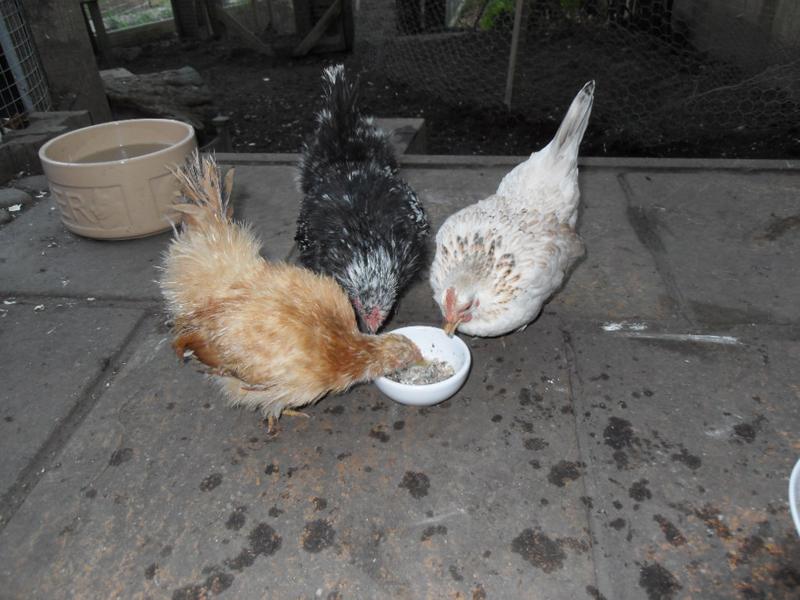 Three little girls share a dish if fish