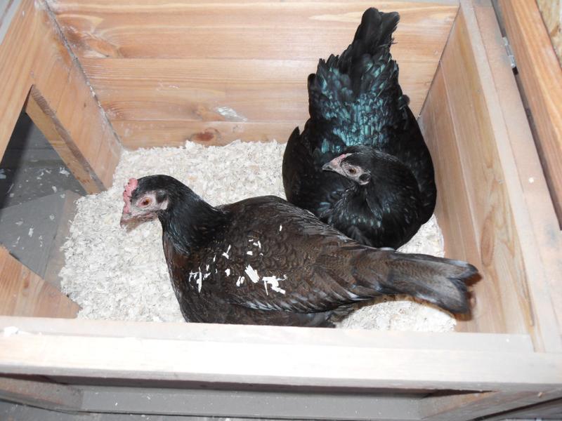 Toffee and Emerald in the nest box