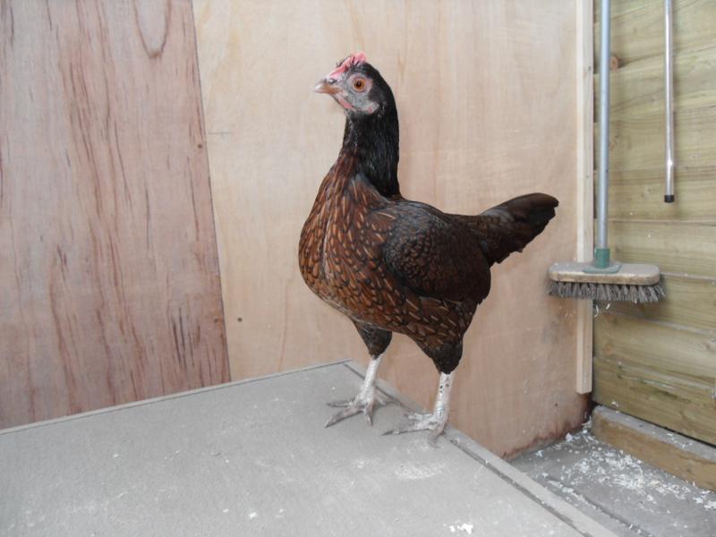 Toffee shows off her lovely breast markings