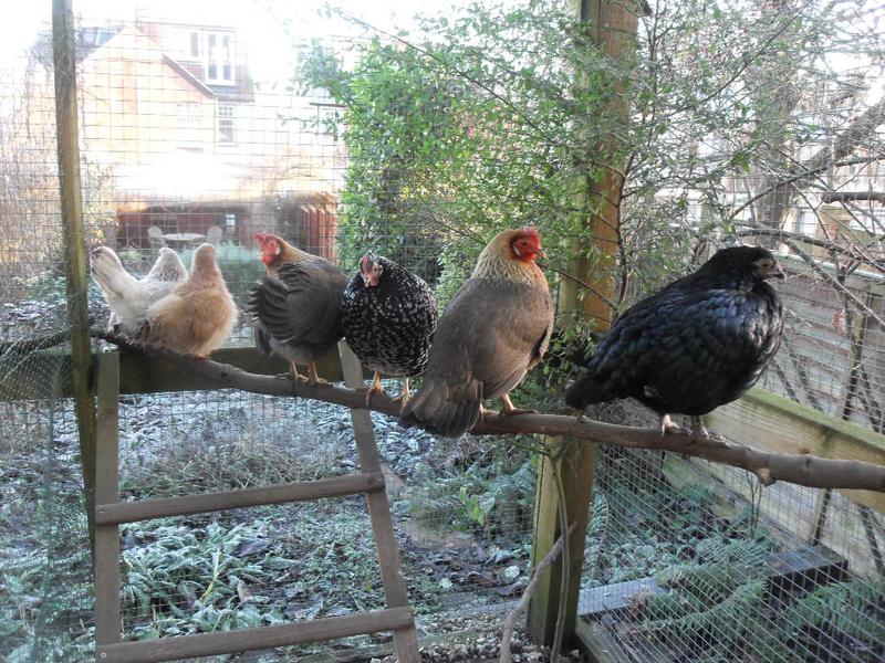 Perching together on a frosty day