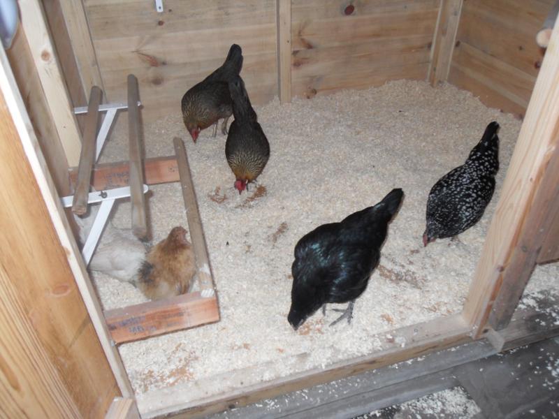 All the girls were busy pecking in the shavings