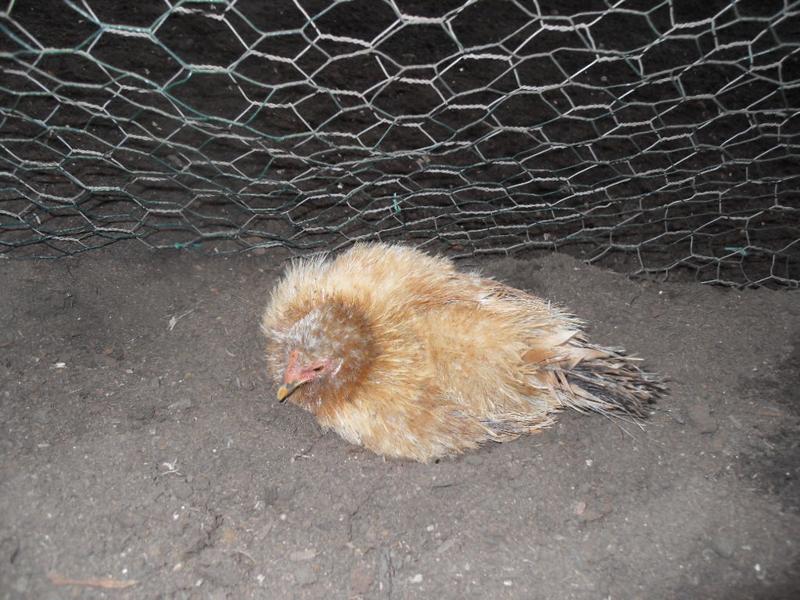 Rusty was the only one taking advantage of the dust bath area