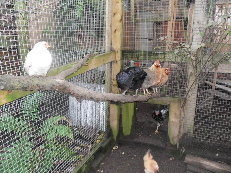 Freckles is on the high branch perch outside the hatch