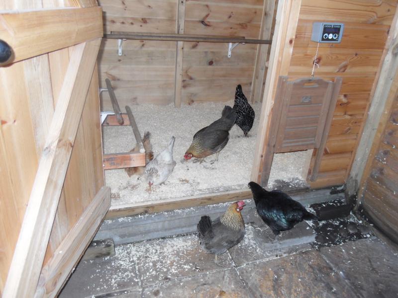 I opened up the chicken shed