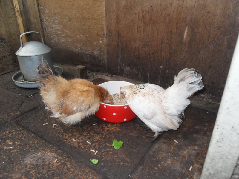 Meanwhile Rusty and Freckles tuck into the food dish