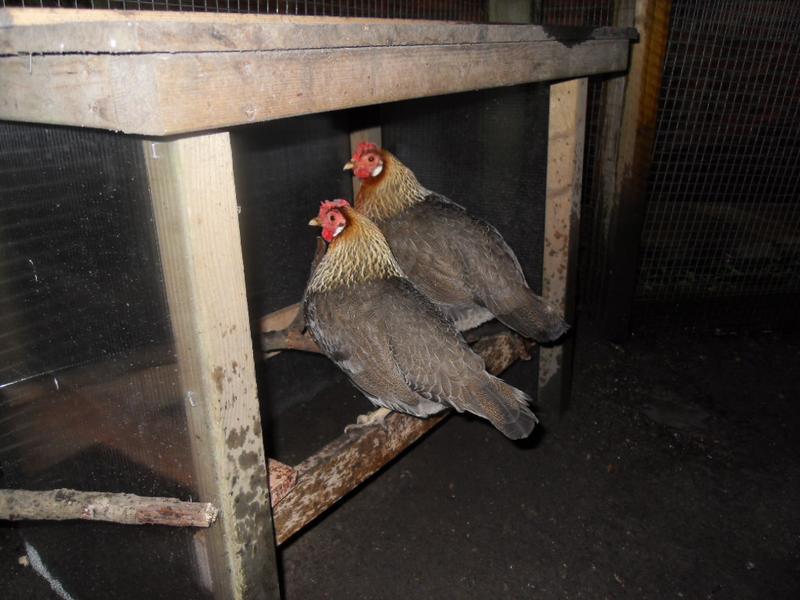 Peaches and Barley in the shelter just before bedtime