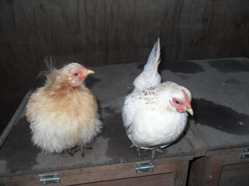 Rusty and Freckles on top of the little coop nest box