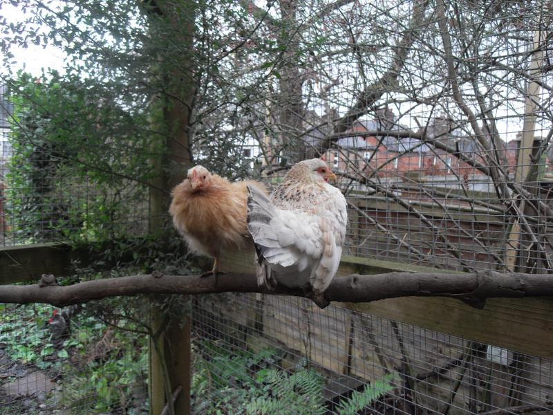 rusty does her standing on one leg trick