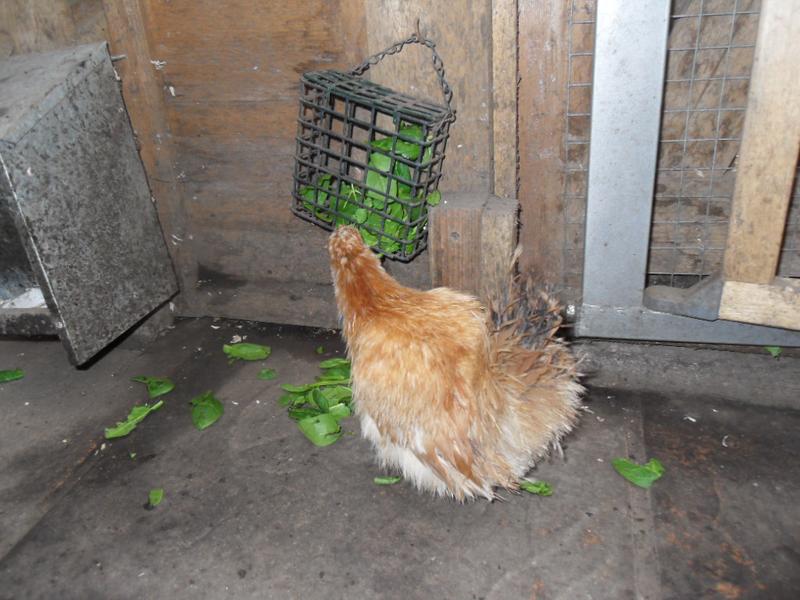 Rusty soon gets the hang of the spinach