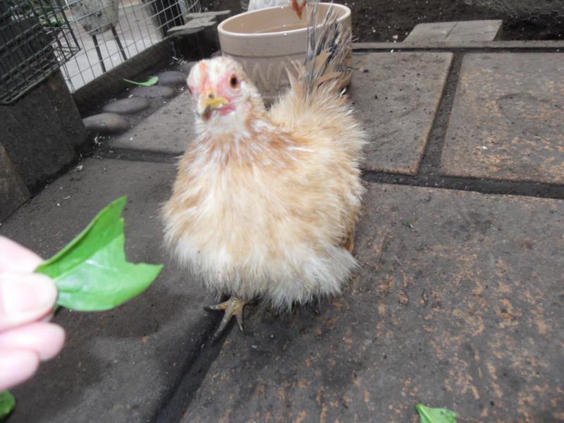 Rusty loves to be hand fed some spinach leaves