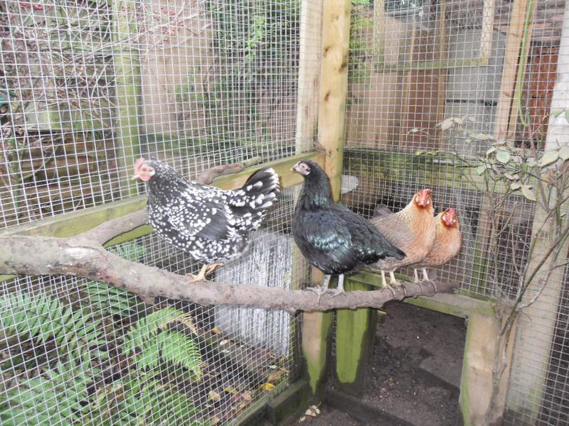 Speckles steps from my back to the perch