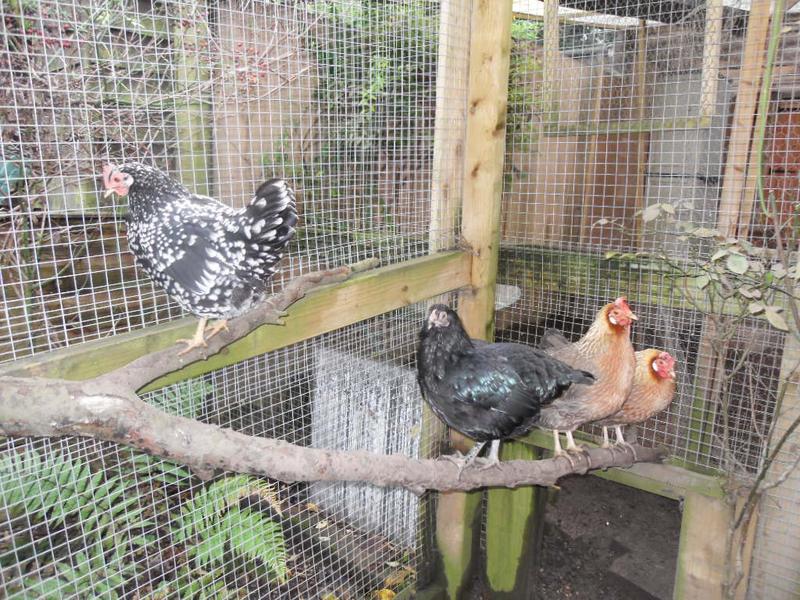 Speckles moves to the highest part of the perch and Freckles flies down