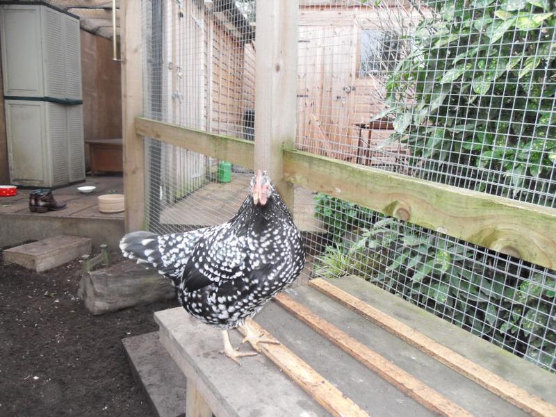 Speckles goes to the wooden table looking at me the whole time