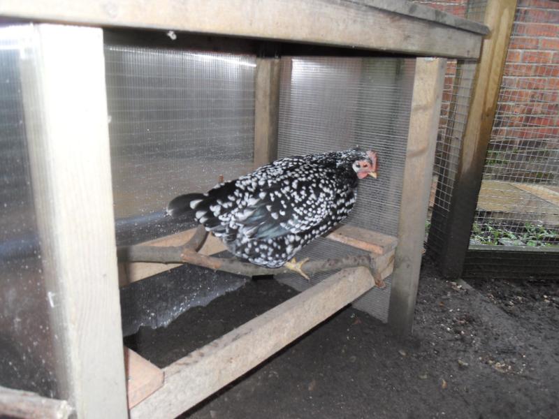 Speckles in the shelter