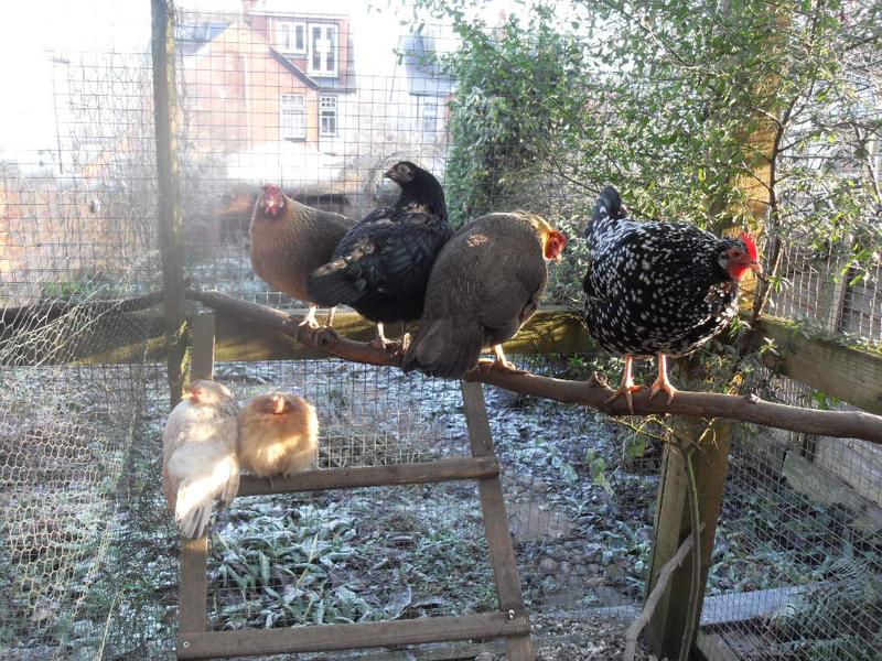 All the girls perch together in the morning sun