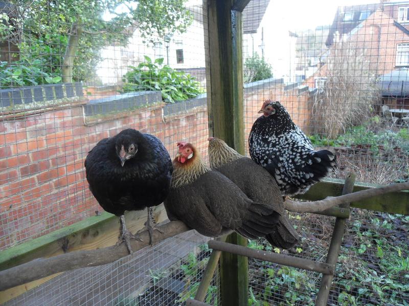 The four bigger girls perch on the other side of the run