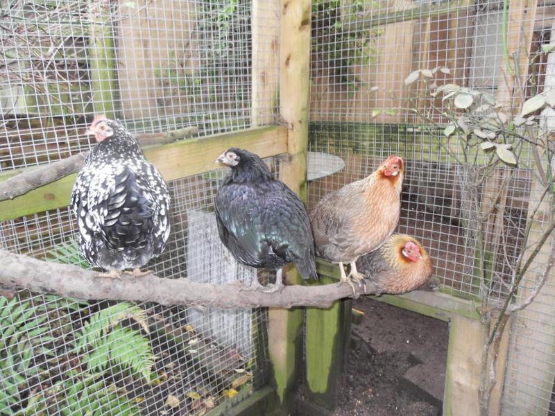 The four bigger girls settle together