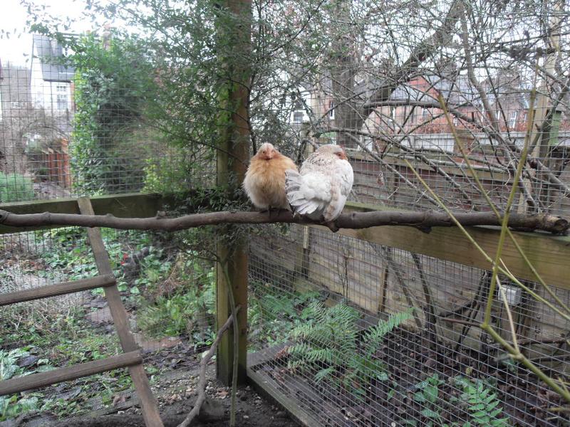 The little girls make their way to the other high perch