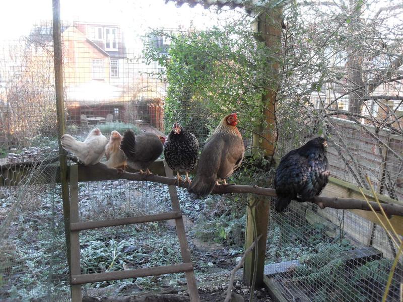 The whole flock perch together in a shaft of sunlight
