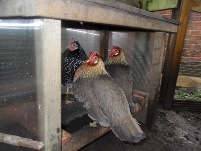 Three girls in the shelter