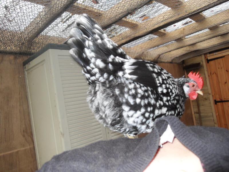 A blind selfie of Speckles on my back just below my neck