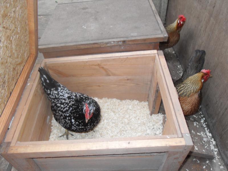 A little later Speckles is being watched by both Peaches and Barley