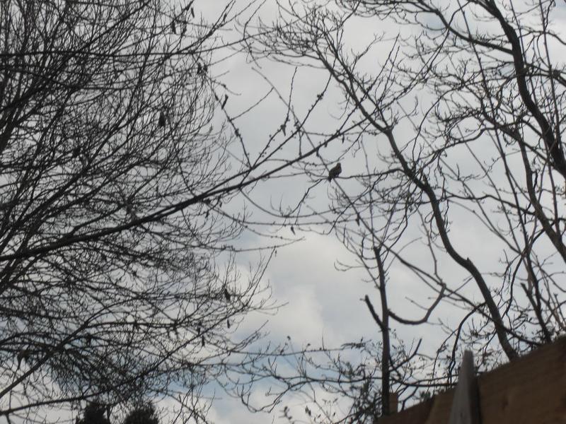 A red kite in the tree