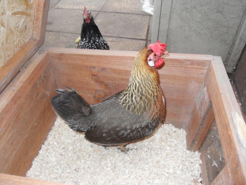 Barley is in the nest box