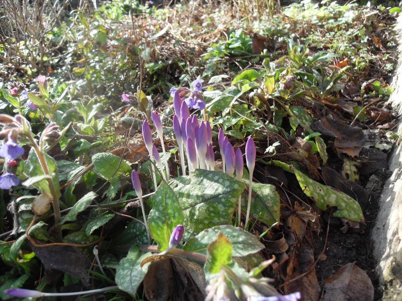 Crocus should be opening soon