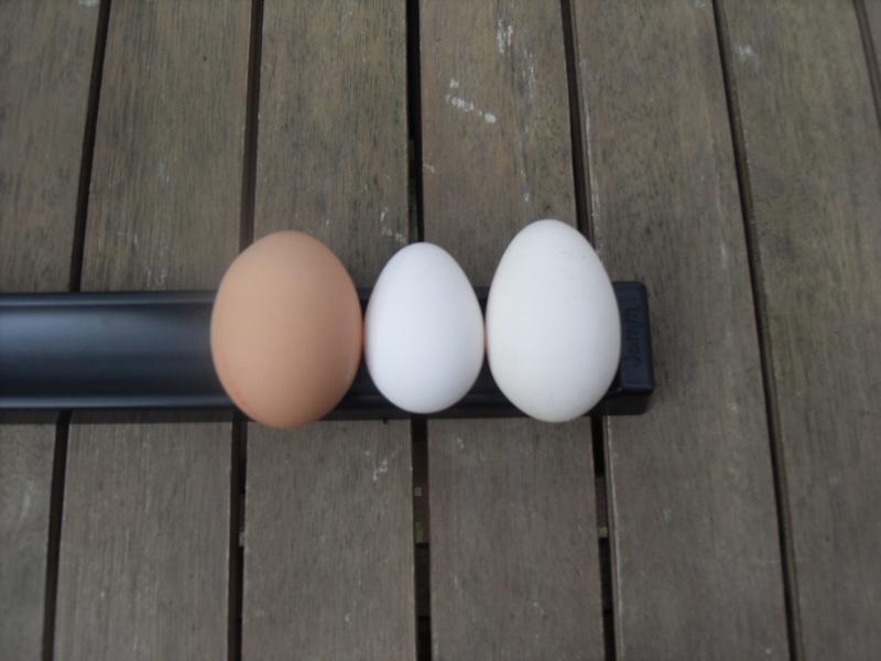 Standard hen's, shop bought egg on the left, Barley's fifth egg of the year in the middle and Speckles first egg of the year on the right