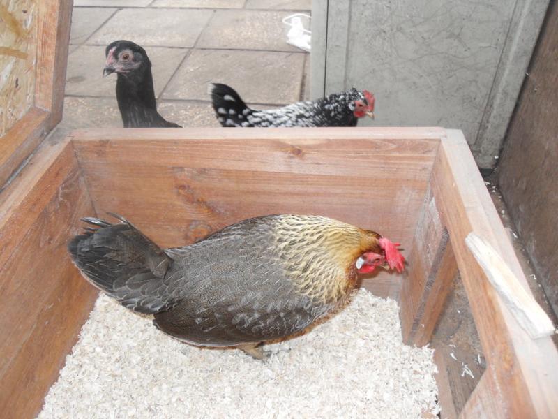 Emerald and Speckles come to have a look