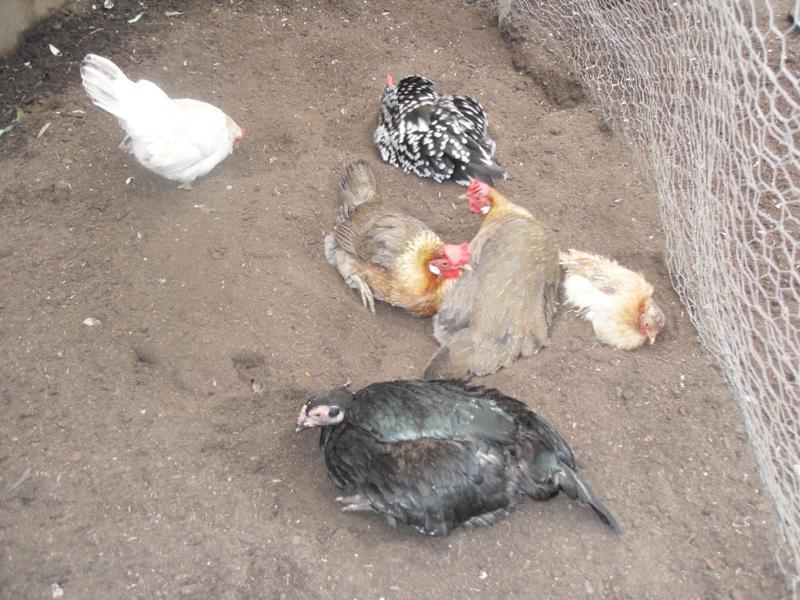 Freckles pecks around the edge of the dust bath area