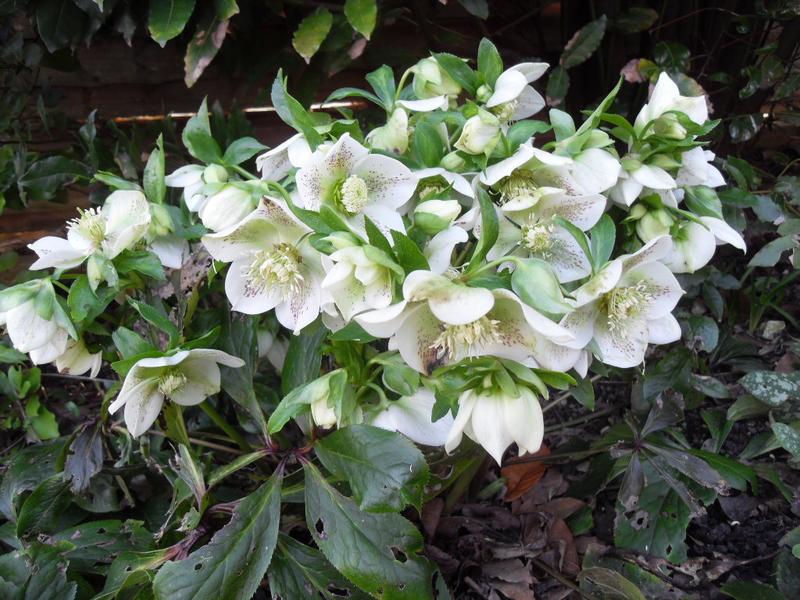 Helebores