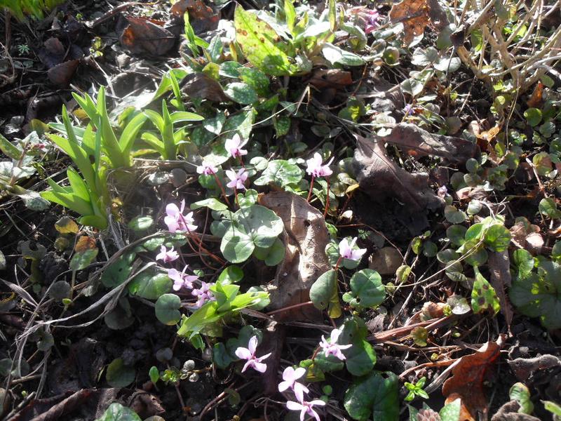 Miniture cyclamen