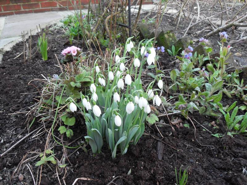 The giant snowdrops